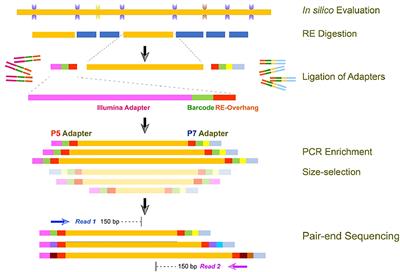 Molecular characterization and SNP identification using genotyping-by-sequencing in high-yielding mutants of proso millet